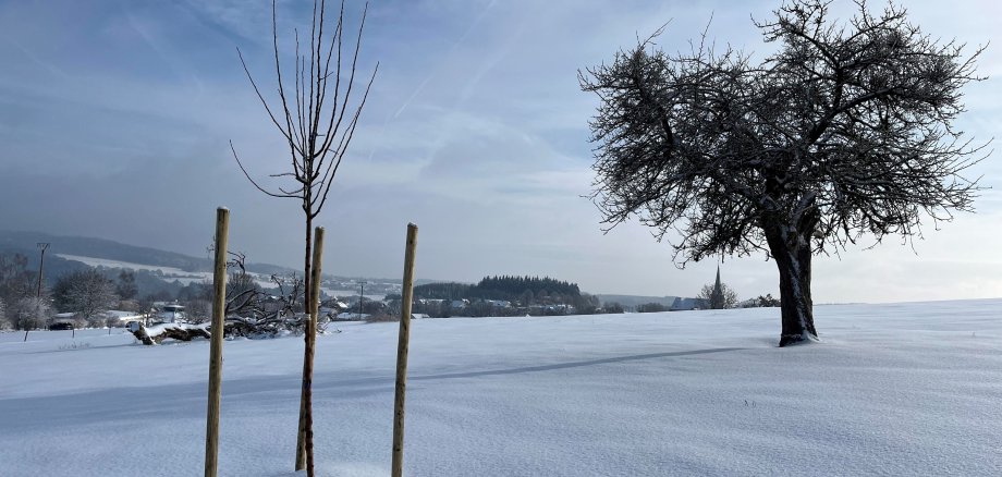 Ein junger Baum steht im Schnee. Im Hintergrund ein großer Baum.