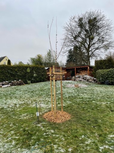 Ein junger Baum steht in einem Garten.